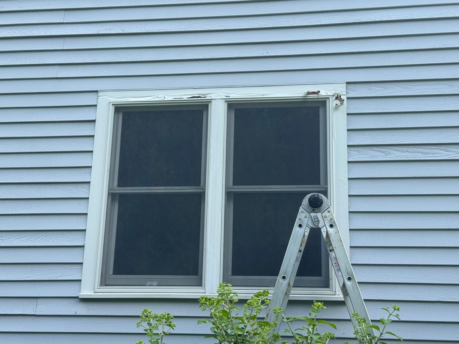 A ladder beside a double window with new primed casings on a pale blue clapboard wall
